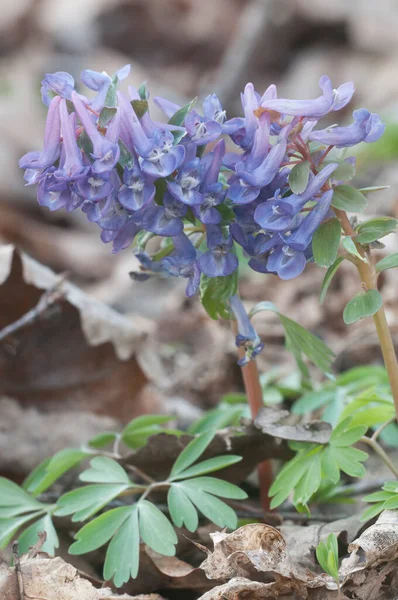 Corydalis Solida Blüten Nahaufnahme Lokaler Fokus — Stockfoto