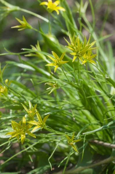 Yellow Star Bethlehem Gagea Lutea Flowers Spring Close Shot Local — Stock Photo, Image