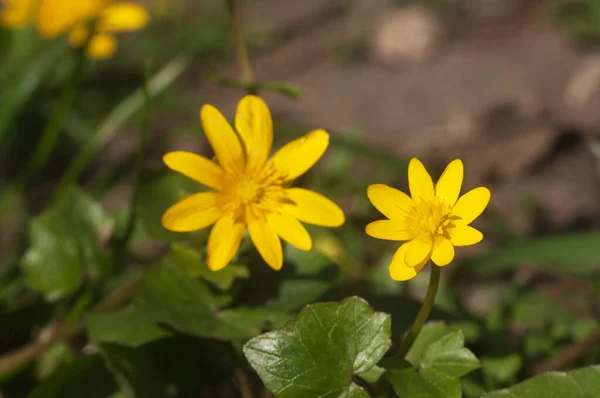 Buttercup Ficaria Flowers Spring Closeup Shot — Stock Photo, Image