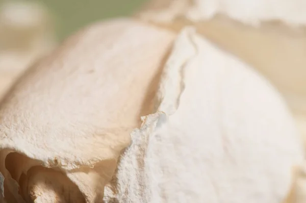 Dry Rose Petals Macro Shot Local Focus — Stock Photo, Image