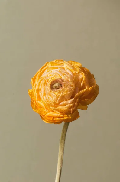 Suchý Ranunculus Květina Zblízka Záběr Místní Zaměření — Stock fotografie