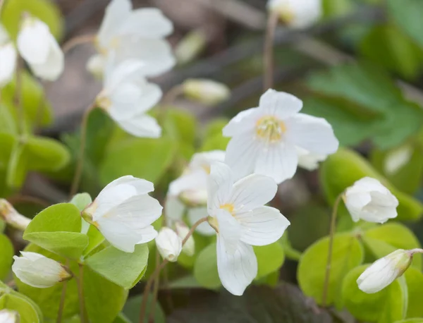 Madera Acedera Oxalis Flores Primavera Primer Plano —  Fotos de Stock