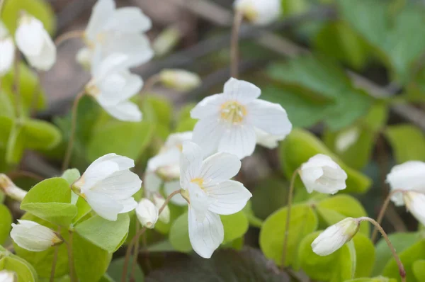 Madera Acedera Oxalis Flores Primavera Primer Plano —  Fotos de Stock