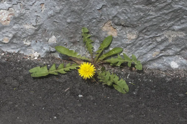 Dandelion flower On asphalt near the concrete wall, close up