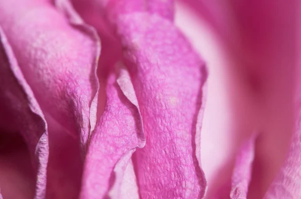 Trockene Rosenblätter Makroaufnahme Lokaler Fokus — Stockfoto