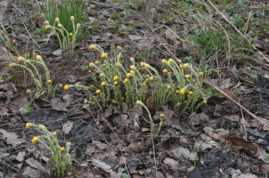Coltsfoot (Tussulago farfara) baharda çiçekler, yakın çekim