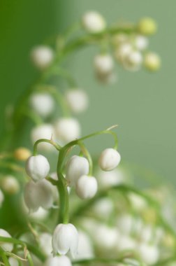 Vadideki zambak, makro atış.