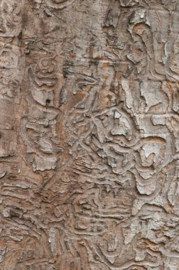 Kuru bir akçaağaç kabuk böceği delikleri, yakın plan