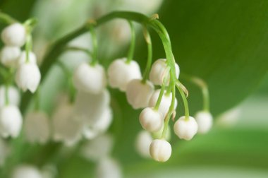 Lily of the valley, macro shot clipart