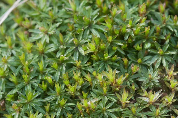 Yosun (Atrichum undulatum) yerel odak noktasını kapat