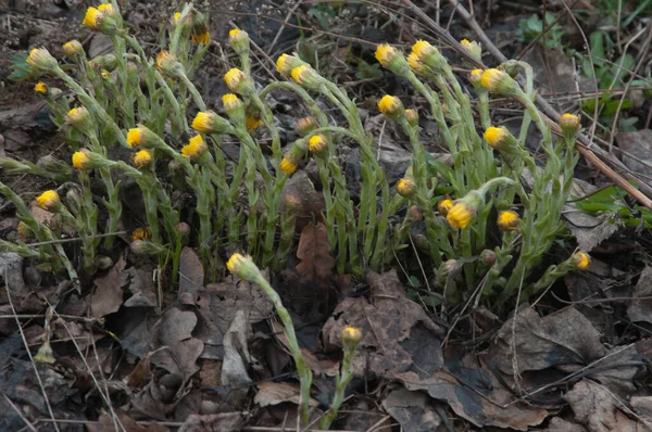 山脚花 Tussulago Farfara 在春天开花 近距离拍摄 — 图库照片