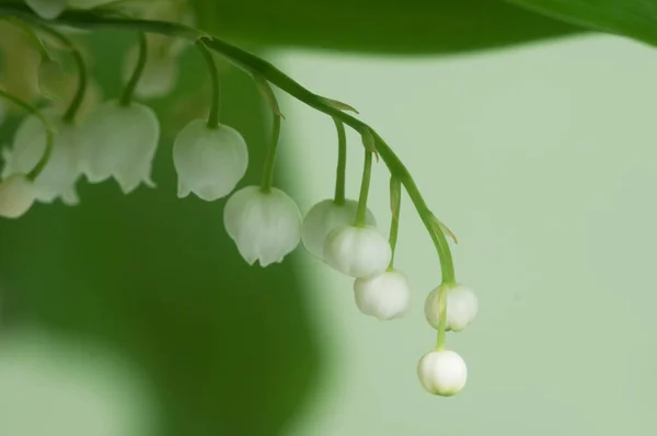 Lily Doliny Ujęcie Makro — Zdjęcie stockowe