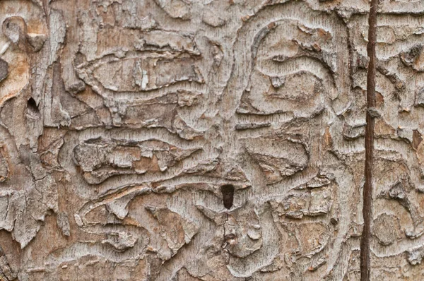 Bark Beetle Holes Dry Maple Tree Closeup — Stock Photo, Image