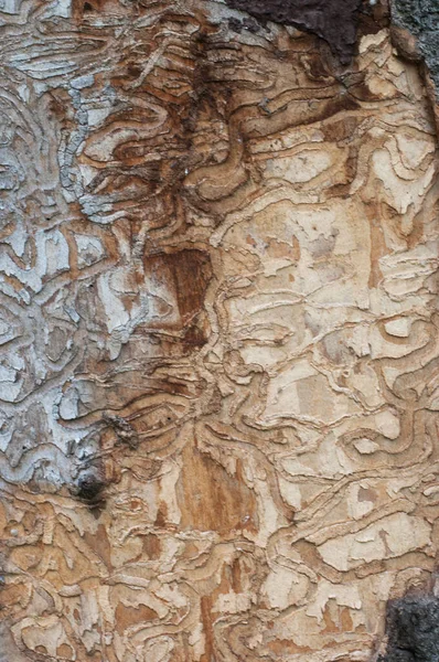 Dziury Chrząszcza Kory Suchym Klonie Zbliżenie — Zdjęcie stockowe