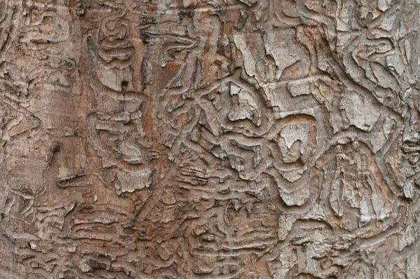 Bark Beetle Holes Dry Maple Tree Closeup — Stock Photo, Image
