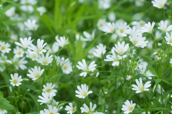 Tavaszi Virágok Levelek Stellaria Holostea Mint Háttér — Stock Fotó