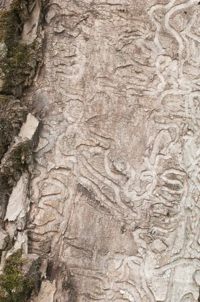 Bark Beetle Holes Dry Maple Tree Closeup — Stock Photo, Image