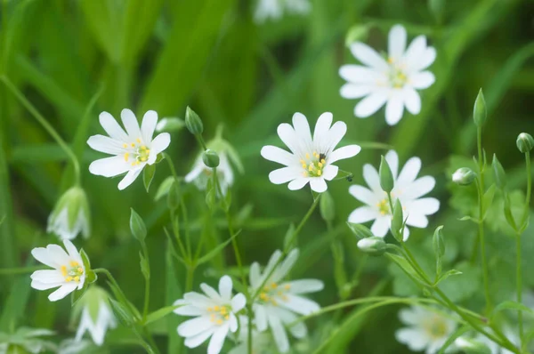 Tavaszi Virágok Levelek Stellaria Holostea Mint Háttér — Stock Fotó
