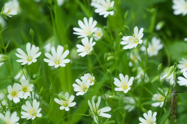 Spring Flowers Leaves Stellaria Holostea Background — Stock Photo, Image