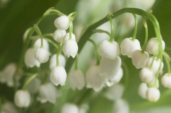 Lily Doliny Ujęcie Makro — Zdjęcie stockowe