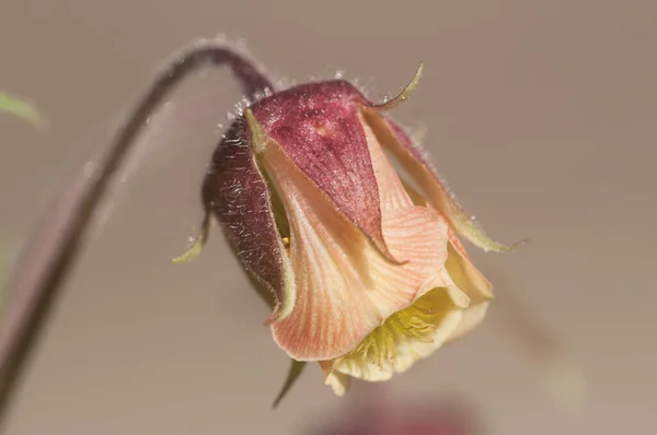 Geum Rivale Flower Close Shot Local Focus — Stock Photo, Image