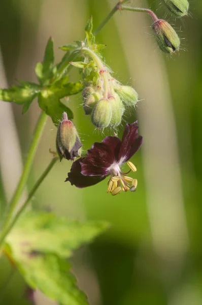 Kwiat Geranium Geranium Phaeum Zdjęcie Makro — Zdjęcie stockowe