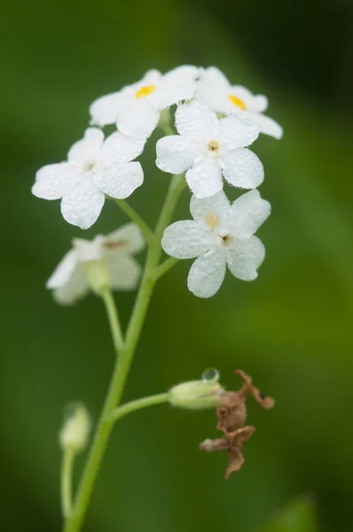 Beyaz Olmayan Çiçekleri Unut Yakın Çekim Yerel Odaklanma — Stok fotoğraf