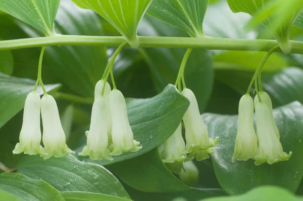 Sello Salomón Polygonatum Flores Cerca Disparo —  Fotos de Stock