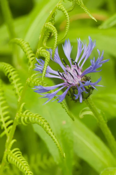 Fleur Bleuet Vivace Centaurea Montana Printemps Plan Rapproché — Photo