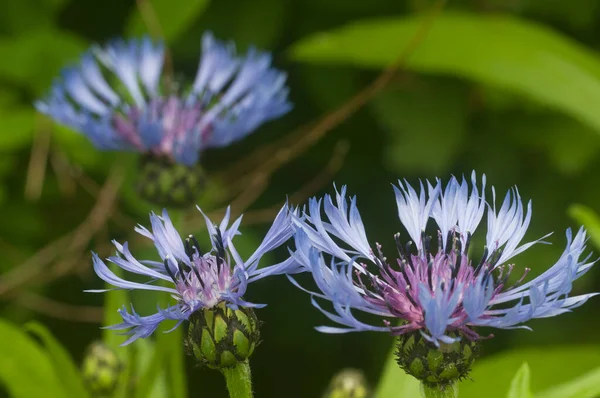 Perennial Cornflower Centaurea Montana Flower Spring Close Shot — Stock Photo, Image