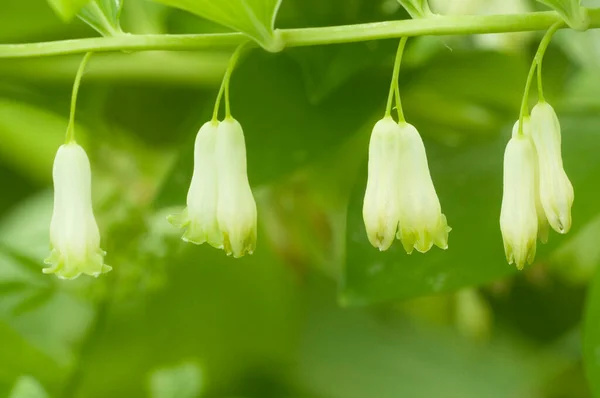 Sello Salomón Polygonatum Flores Cerca Disparo — Foto de Stock