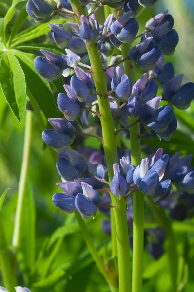 Lupinenblüten Nahaufnahme Schuss Lokaler Fokus — Stockfoto