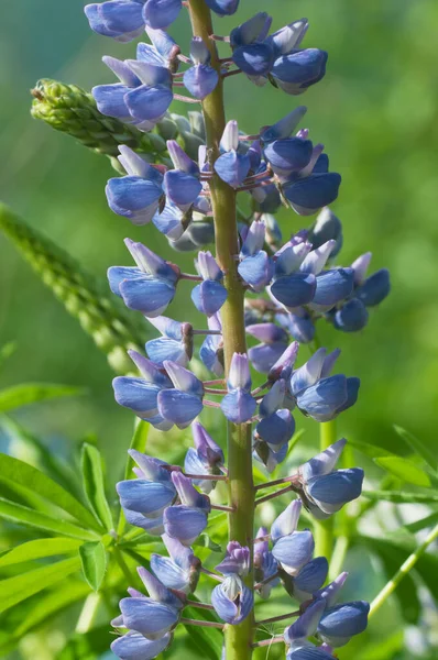 Lupinenblüten Nahaufnahme Schuss Lokaler Fokus — Stockfoto