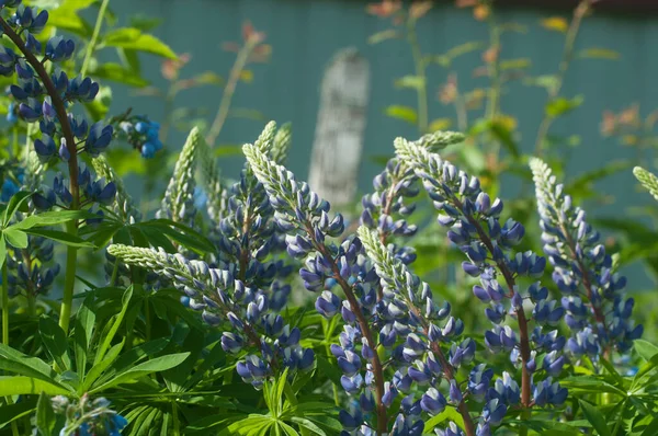 Lupin Bloemen Close Schot Lokale Focus Rechtenvrije Stockfoto's