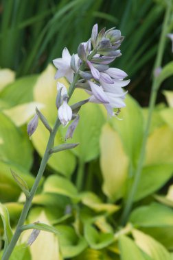 Dekoratif bir bahçede hosta çiçekleri.