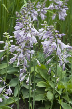 Dekoratif bir bahçede hosta bitkisi.