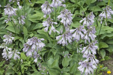 Dekoratif bir bahçede hosta bitkisi.