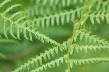 İlkbaharda yakın çekim kıvrımlı eğreltiotu yaprağı, yerel odak