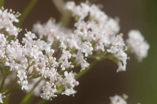 발레리안 Valeriana Officinalis 가까이 포커스 — 스톡 사진