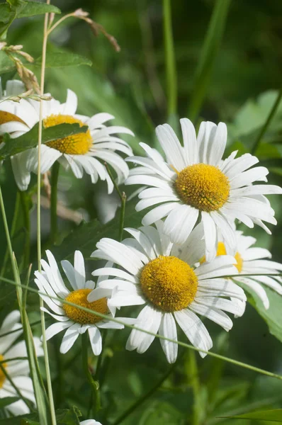 Eye Daisy Flowers Meadow Closeup — Stock Photo, Image