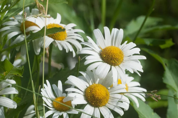 Eye Daisy Flowers Meadow Closeup — Stock Photo, Image