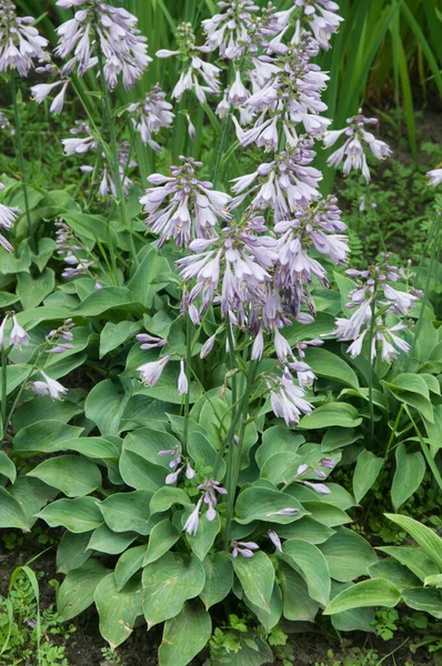 Hosta Plante Dans Jardin Décoratif Formel — Photo