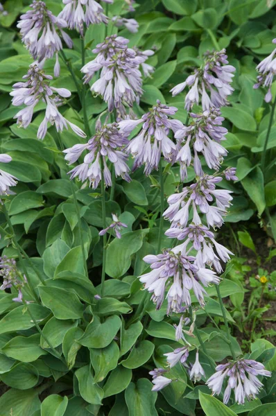 Hosta Plant Decorative Formal Garden — Stock Photo, Image