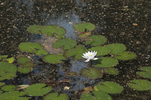 Lírios Água Ninfa Uma Lagoa Parque Cidade — Fotografia de Stock