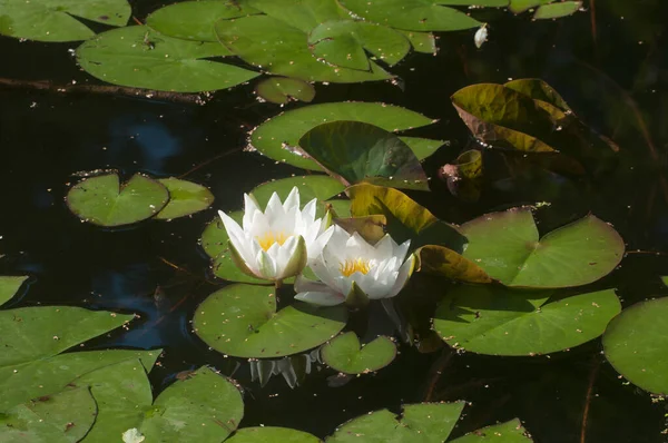 Lírios Água Ninfa Uma Lagoa Parque Cidade — Fotografia de Stock