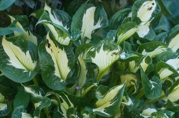 Hosta Plante Dans Jardin Décoratif Formel — Photo