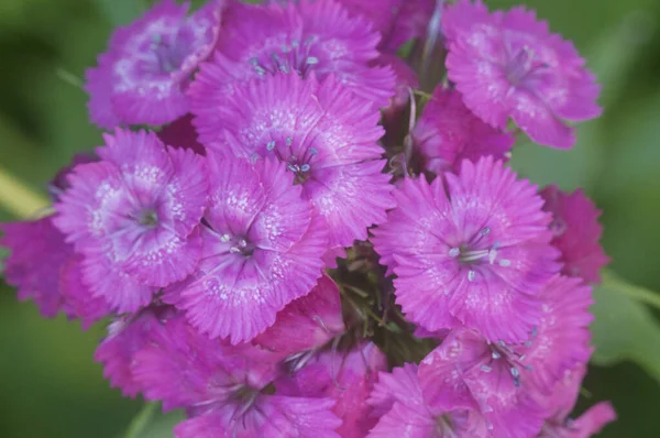 Dianthus Barbatus Kwiaty Ogrodzie Zbliżenie — Zdjęcie stockowe