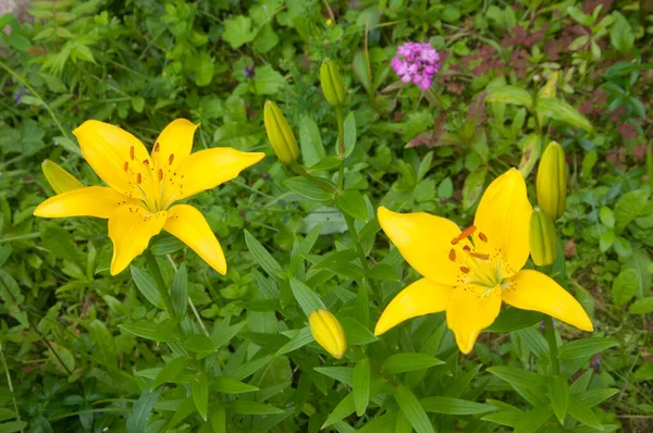 Gul Lilja Blommor Trädgård Närbild Skott — Stockfoto