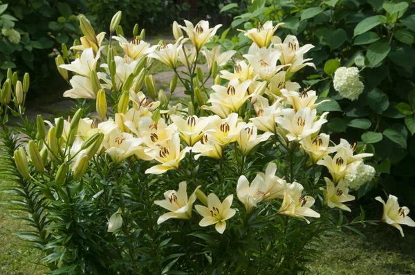 Gele Lelie Bloemen Een Tuin Close Schot — Stockfoto