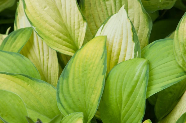 Hosta Plant Een Decoratieve Formele Tuin Rechtenvrije Stockafbeeldingen